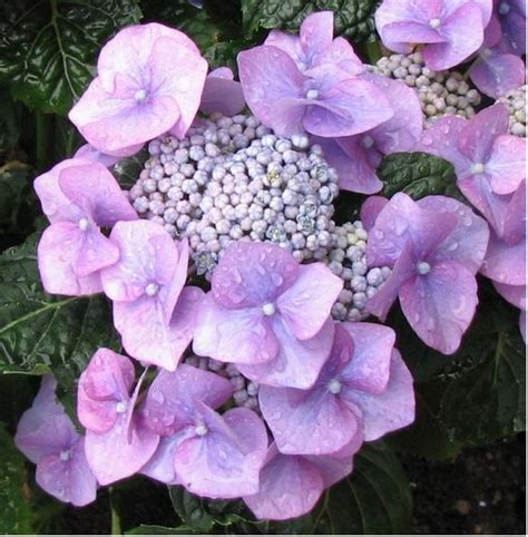 We did not find results for: Light purple hydrangea flower pictures.JPG