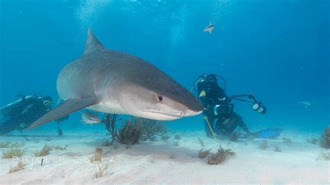 Tiger Shark And Photographer Jim Abernethy Galeocerdo Cuvier Bahamas