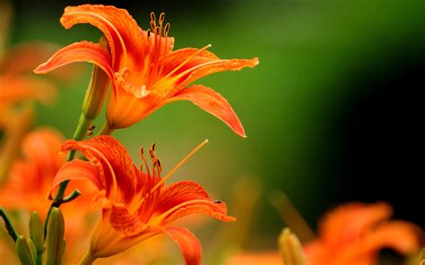 Lilies Flowers Orange Flowers Wallpapers Hd Desktop