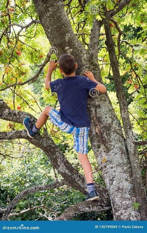 Child Climbing Tree Stock Image Image Of Nature Park 136799069