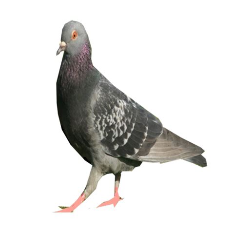 Columbidae Deviantart Bird Domestic Pigeon Pigeon Png Download 512