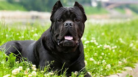 Top 17 Dog Breeds With The Strongest Bite Force Psi