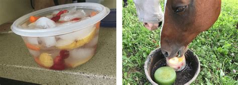 7 Easy Diy Horse Treats You Can Make At Home