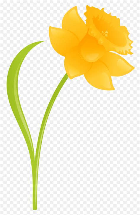 Daffodil Cartoon Clipart Free Download Best Daffodil Cartoon Clipart