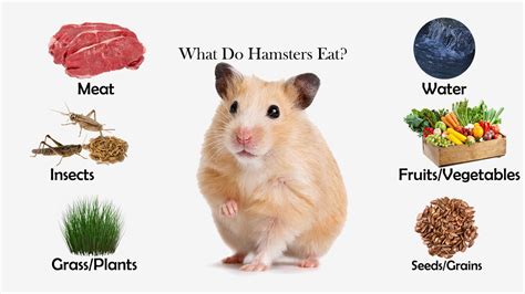 What Do Hamsters Eat Feeding Nature