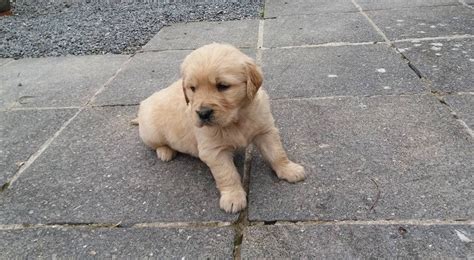 It was the first single to be issued from the album phantom power and reached number 13 on the uk singles for sale is a tour ep by say anything. Golden Retriever Puppies For Sale | Idaho Springs, CO #287016
