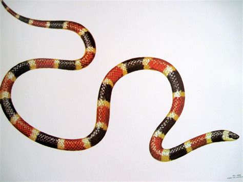Coral Snake Drawing At Explore Collection Of Coral