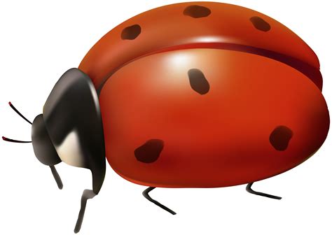 Ladybug Transparent Clip Art Gallery Yopriceville High Quality