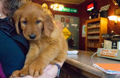 I have 8 adorable puppies to give away to good homes. Pet Friendly Breweries and Wineries in South Dakota's Black Hills | Pet friendly, Golden ...