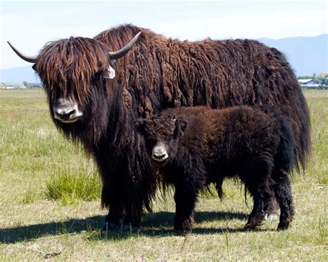 Yak Animals Interesting Facts And Latest Pictures All Wildlife