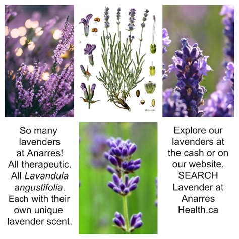 10 Fun Facts About Lavender Anarres Natural Health Apothecary