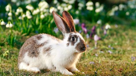 Conejo Común O Europeo Roedores Mascotas Hogarmania
