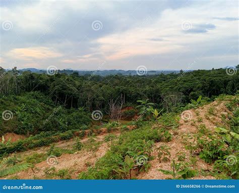 Kalimantan Forest Indonesia Stock Photo Image Of Forest Trees 266658266