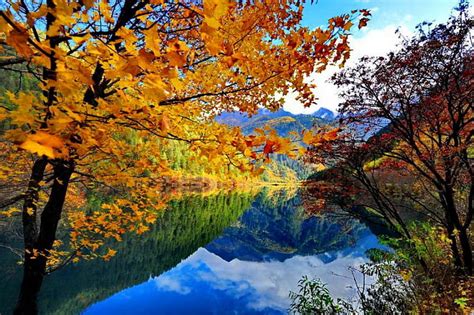 Autumn In My Heart Fall Colorful Autumn Riverbank Shore Falling