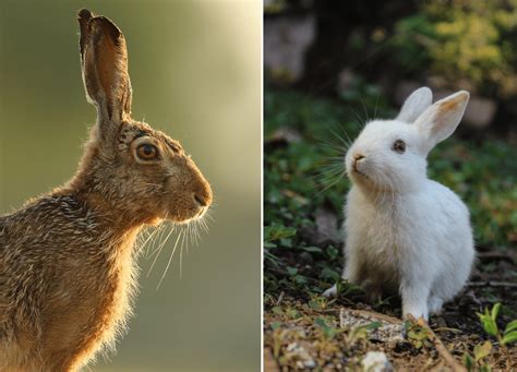 Hare Vs Rabbit Whats The Difference Animal Corner