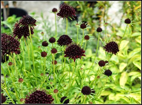 Marks Veg Plot Scabiosa Atropurpurea Chile Black Cottage Garden