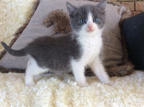 Stunning Male Grey And White Cat Downham Market Norfolk