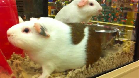 Guinea Pigs At Petsmart Iphone 4 Video Test Youtube