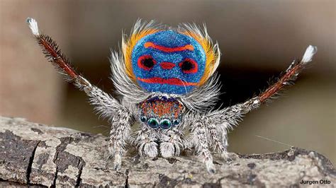 Weird Spiders Nwf Ranger Rick