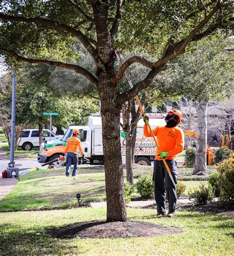 How To Trim A Live Oak Tree Good Guys Tree Service Tree Trimming