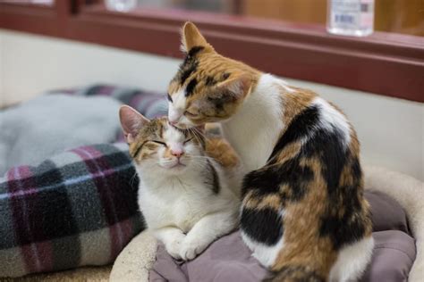 Why Do Cats Groom Each Other Likely Reasons Explained Excited Cats Hot Sex Picture