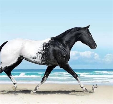 Pinterest ↠ Simplysassyy♡ Majestic Horse Majestic Animals Rare
