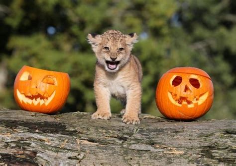 In Pictures Animals Having The Craic With Pumpkins At Halloween