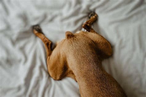 Help Why Does My Dog Hump Blankets Petlity
