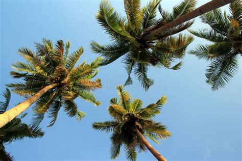Coconut Tree And Sky Stock Photo Image Of Lagoon Journey 28093946