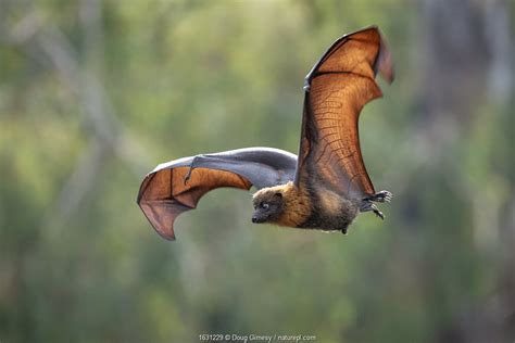 The Night Gardeners Nature Picture Library Flying Foxes