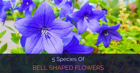 The vibrant color of the purple petals shades to a contrasting sunny yellow or bright pink center. 5 Species Of Bell Shaped Flowers