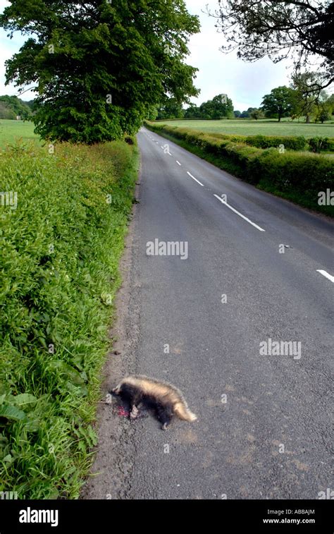 Roadkill Dead Badger 1 Stock Photo Alamy