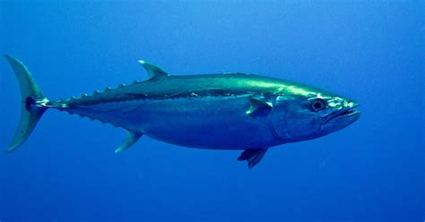 14 Tasty And Interesting Facts About Tuna - Tons Of Facts