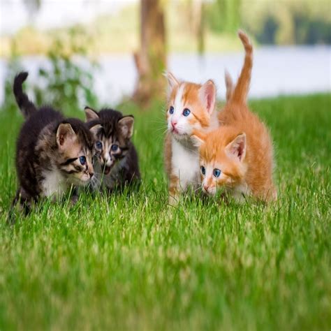 List Of How To Play With Newborn Kittens 2022