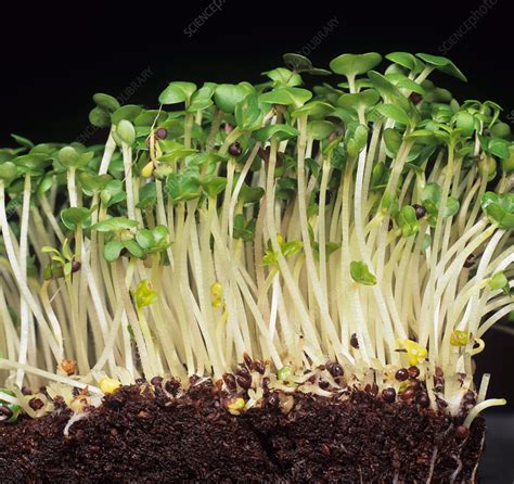 Germinating Mustard Seedlings Stock Image C0065679 Science Photo