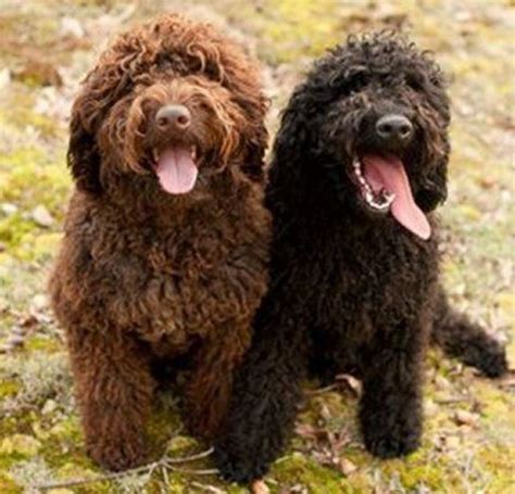 15 Popular Curly Haired Dog Breeds 2021 Your Dogs World