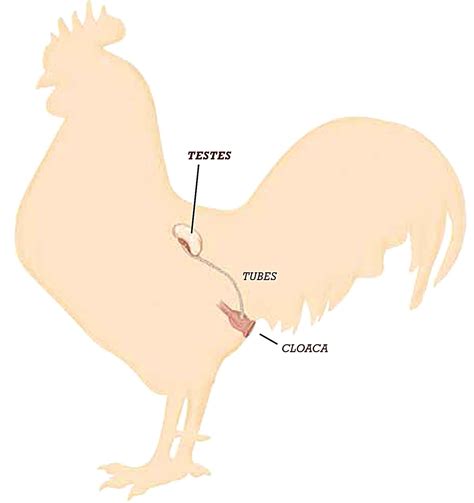 part two a hen s reproductive system backyard poultry backyard poultry reproductive system