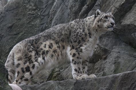 Snow Leopard Uncia Uncia Zoochat
