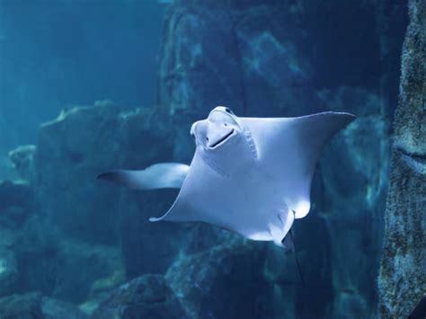 1000 Giant Stingray Stock Photos Pictures And Royalty Free Images Istock