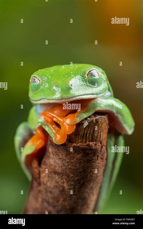 Red Eyed Tree Frog Agalychnis Callidryas Semi Transparent Membrane