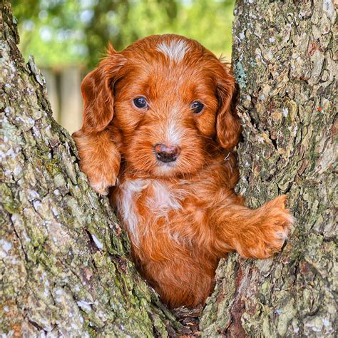 Thank you to all the families that welcomed a danmar labradoodle puppy into their home this fall. Labradoodle Puppies for Sale | Barksdale Labradoodles