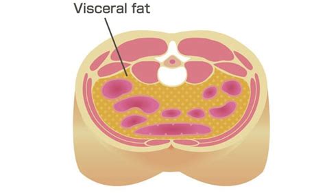 Visceral Fat How To Measure How Much Belly Fat You Have And How To