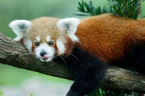 Red Panda At River Safari Singapore Dies Singapore News Asiaone