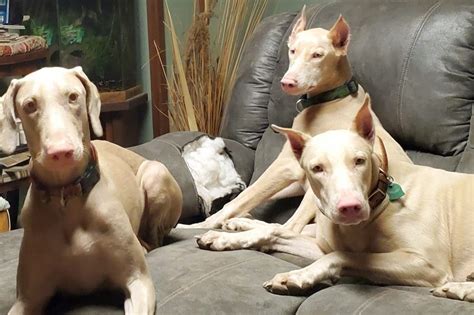 The White Doberman Pinscher Pictures Cost Health And More