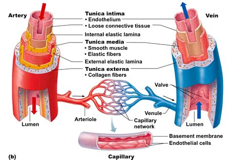 Labeled Parts Of Blood Vessels The Arteries Human Ana