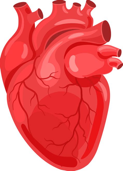 Realistic Heart Png Png Graphic