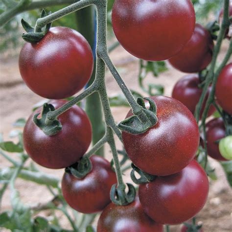 Tomato Rosella F1 From Mr Fothergills Seeds And Plants