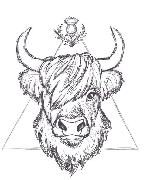How To Draw A Highland Cow At How To Draw