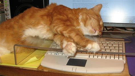 Pawsense Kitty Keyboard Kover Prevents That Feline From Typipppppffffffssss