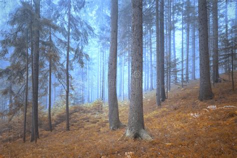 Lovely Dreamy And Foggy Conifer Forest Stock Image Image Of Darkness